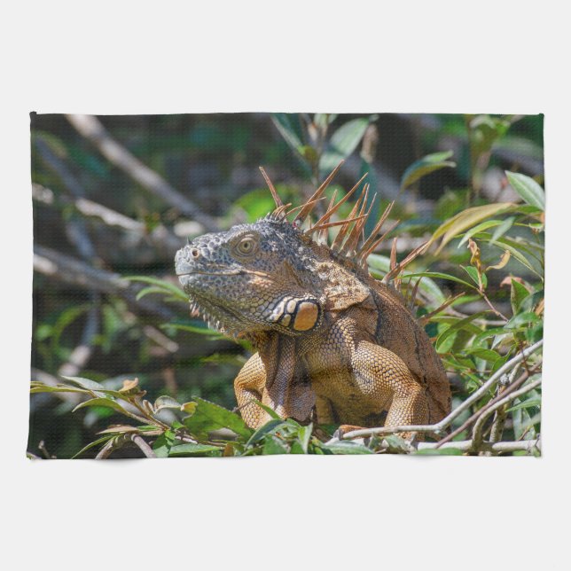 Linge De Cuisine Belize Wildlife : Orange Iguana Lizard Photographi (Horizontal)