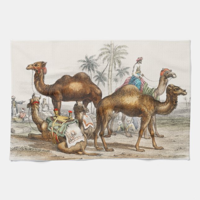 Linge De Cuisine Camel Bactrien, Camel Arabe Ou Dromedaire (Horizontal)