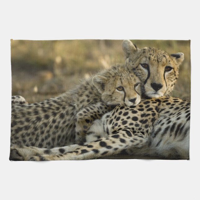 Linge De Cuisine Cheetah, Acinonyx jubatus, avec petit dans le Masa (Horizontal)