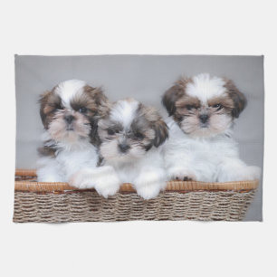 Linge De Cuisine Chiots de Shih Tzu