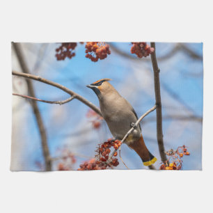 Linge De Cuisine Faune canadienne : Bohemian Waxwing Photography