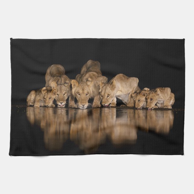 Linge De Cuisine Fierté de lions buvant au point d'eau la nuit (Horizontal)