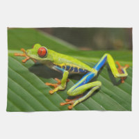 Grenouille verte à l'oeil rouge