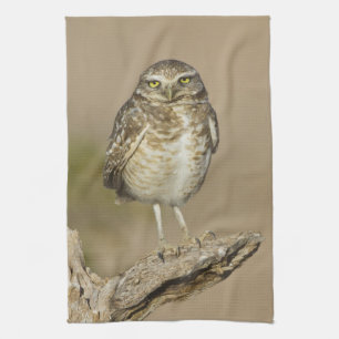 Linge De Cuisine Hibou des terriers sur une côte de cholla