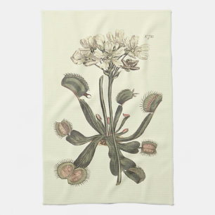 Linge De Cuisine Illustration botanique de l'attrape-mouche de Vénu
