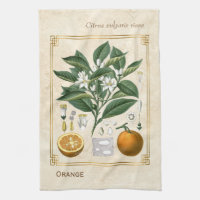 Illustration de fruits Vintages Art botanique oran