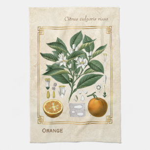 Linge De Cuisine Illustration de fruits Vintages Art botanique oran