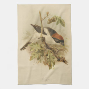 Linge De Cuisine Illustration vintage de Pie-grièche d'été