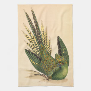 Linge De Cuisine James Sowerby Parrot terrestre, Psittacus terrestr