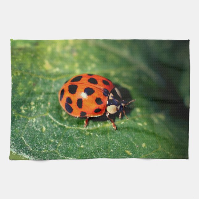 Linge De Cuisine Ladybug sur la feuille gros (Horizontal)