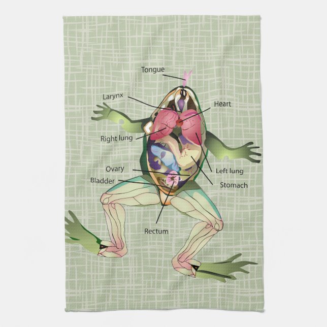 Linge De Cuisine L'illustration de l'anatomie de la grenouille (Vertical)