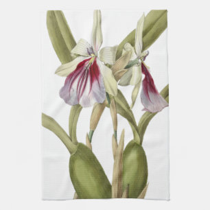 Linge De Cuisine Miltonia Spectabilis orchidée cuisine botanique t
