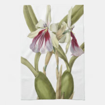 Miltonia Spectabilis orchidée cuisine botanique to