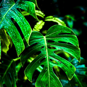 Linge De Cuisine Monstera Tropicale Glow – Photographie de Feuille 
