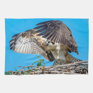 Linge De Cuisine Osprey juvénile dans le nid