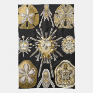 Linge De Cuisine Oursins Anciens Dollars de Sable par Ernst Haeckel