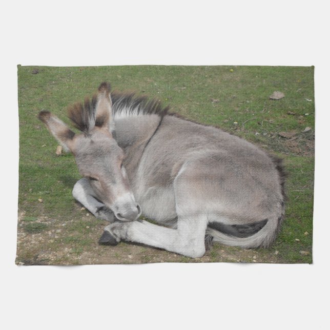 Linge De Cuisine Petit Âne Gris Mignonne Bébé Foal Posé Vers Le Bas (Horizontal)