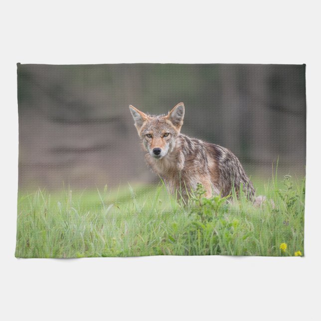 Linge De Cuisine Photographie Coyote Brown, sur un terrain (Horizontal)