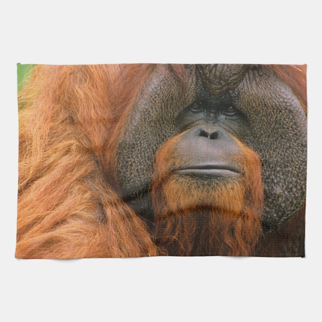 Linge De Cuisine Portrait d'un orang-outan mâle, Géorgie, États-Uni (Horizontal)