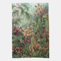 Poster vintage Ernst Haeckel Moss Coque-Mate iPhon