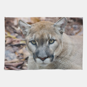Linge De Cuisine Puma, cougar, panthère de Floride, Puma