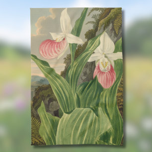 Linge De Cuisine Sabot de Vénus Orchidée Botanique Vintage