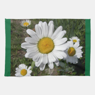 Linge De Cuisine Shasta Daisy (Chrysanthemum maximum)