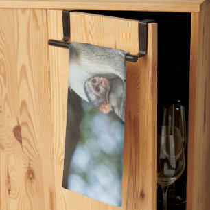 Linge De Cuisine Singe Vervet Réfléchi – Photographie Animalière