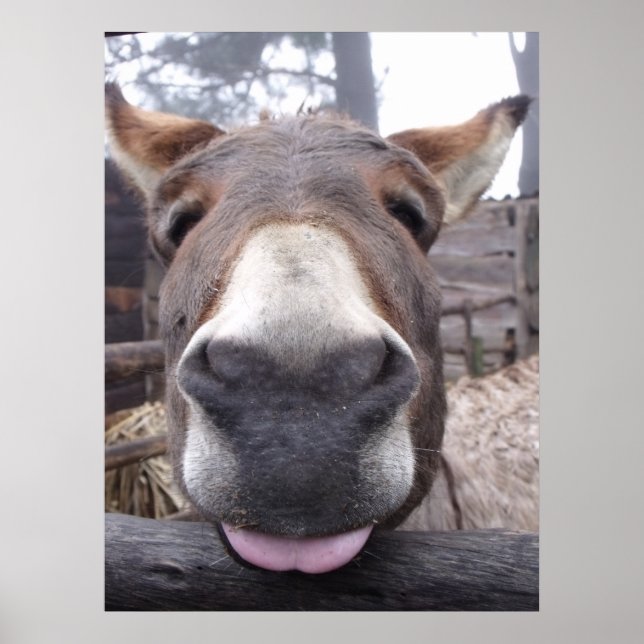 Linha Animal - Arre burriquito Poster (Front)