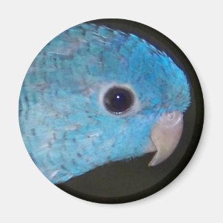 Linnie parakeet Magnet
