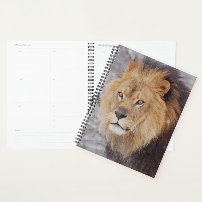 Lion (Devant avec enveloppe)
