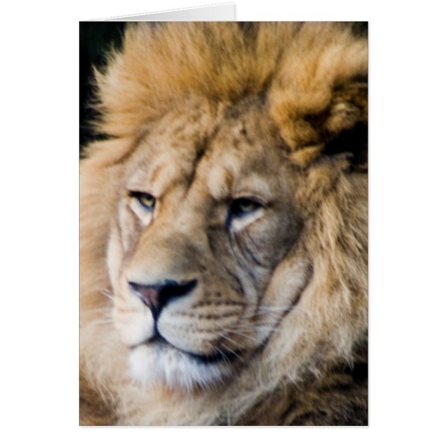 lion (Front)