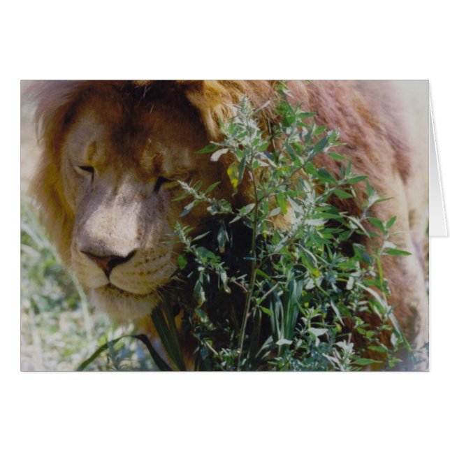 Lion (Devant horizontal)