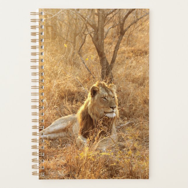 Lion (Devant)
