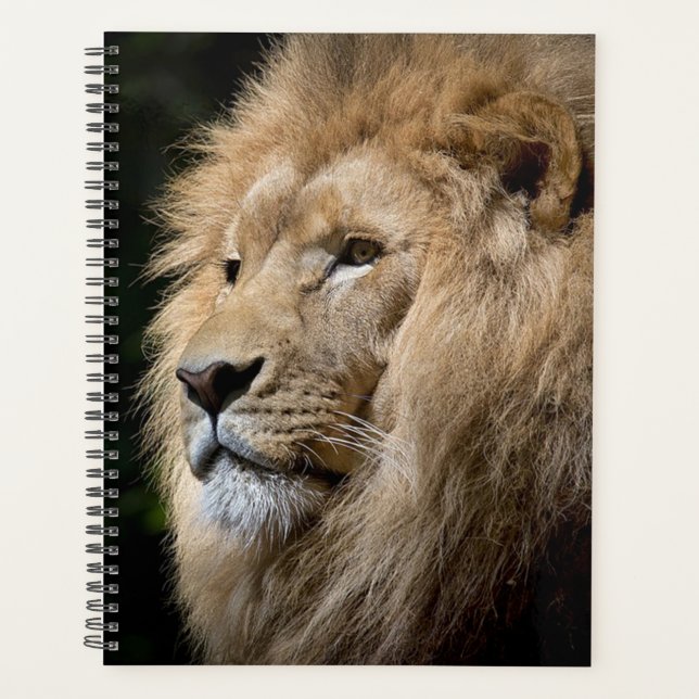 Lion (Devant)