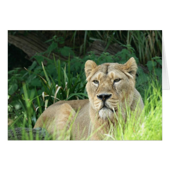 lion (Devant horizontal)