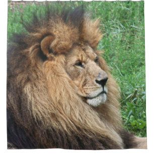Lion 001