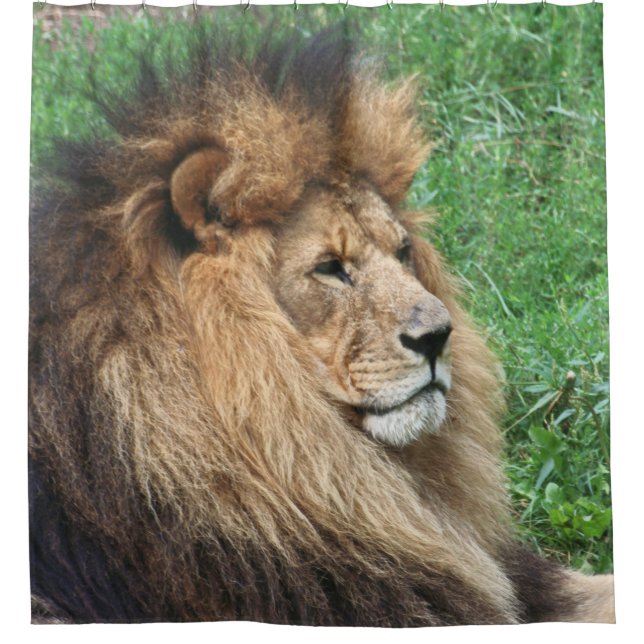 Lion 001 (Front)