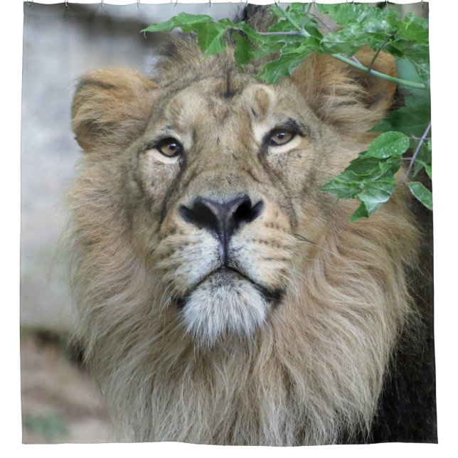 Lion 002 (Front)