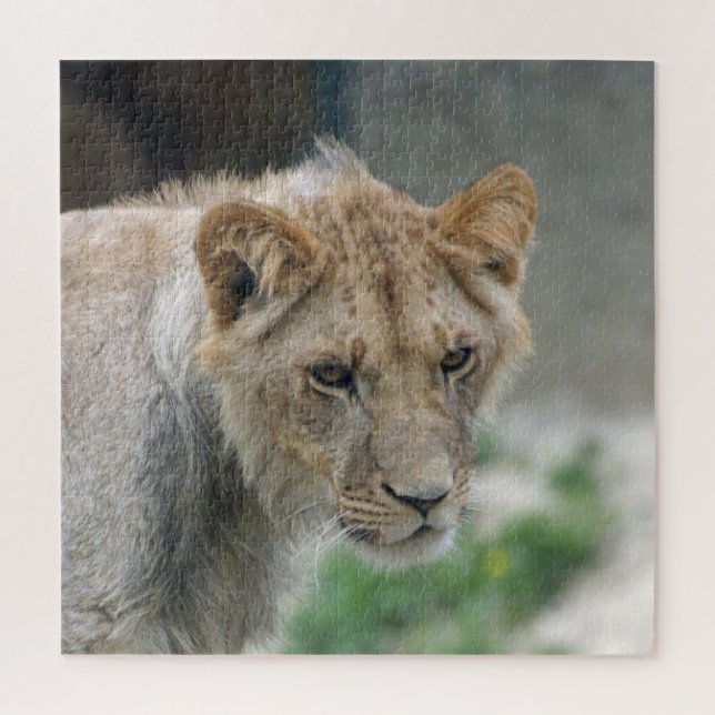 Lion 002 by JAMFoto Jigsaw Puzzle (Vertical)