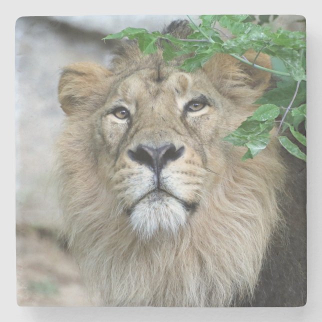 Lion 002 stone coaster (Front)
