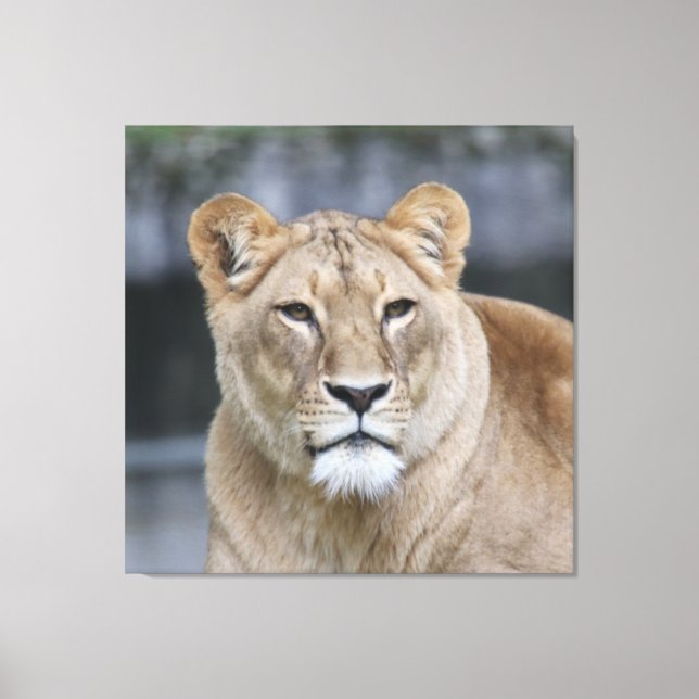 Lion 004 canvas print (Front)