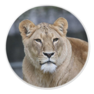 Lion 004 ceramic knob