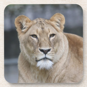 Lion 004 coaster