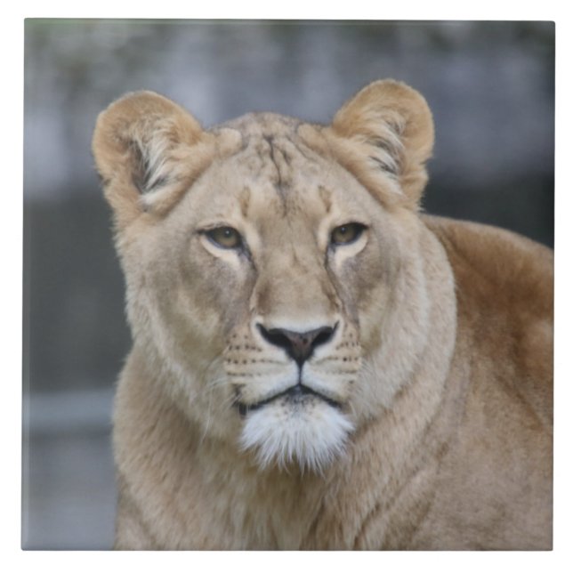 Lion 004 tile (Front)