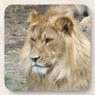 Lion 011 coaster