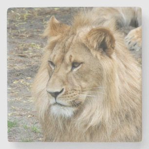 Lion 011 stone coaster