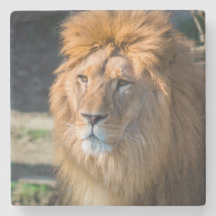 Lion 013 stone coaster