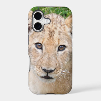 Lion 016