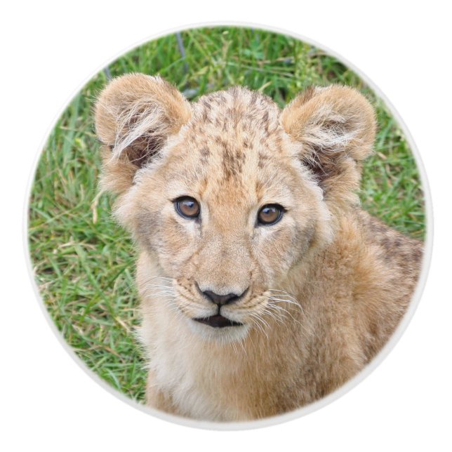 Lion 016 ceramic knob (Front)